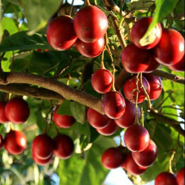 Cây giống cà chua thân gỗ Tamarillo (Magic-S) - Trang Flower