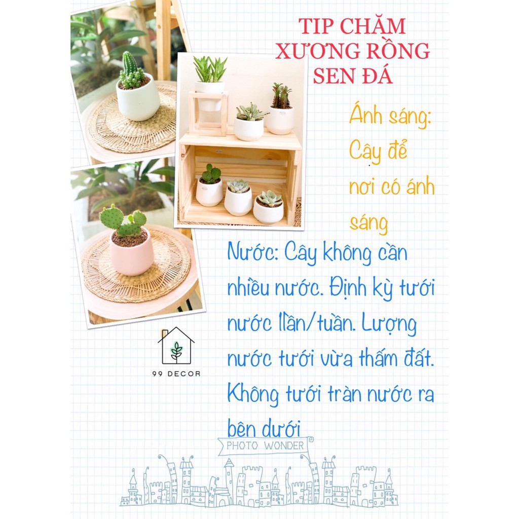 Set Cây Xương Rồng - Sen Đá Kèm Chậu Men Mini - 99Decor&Garden