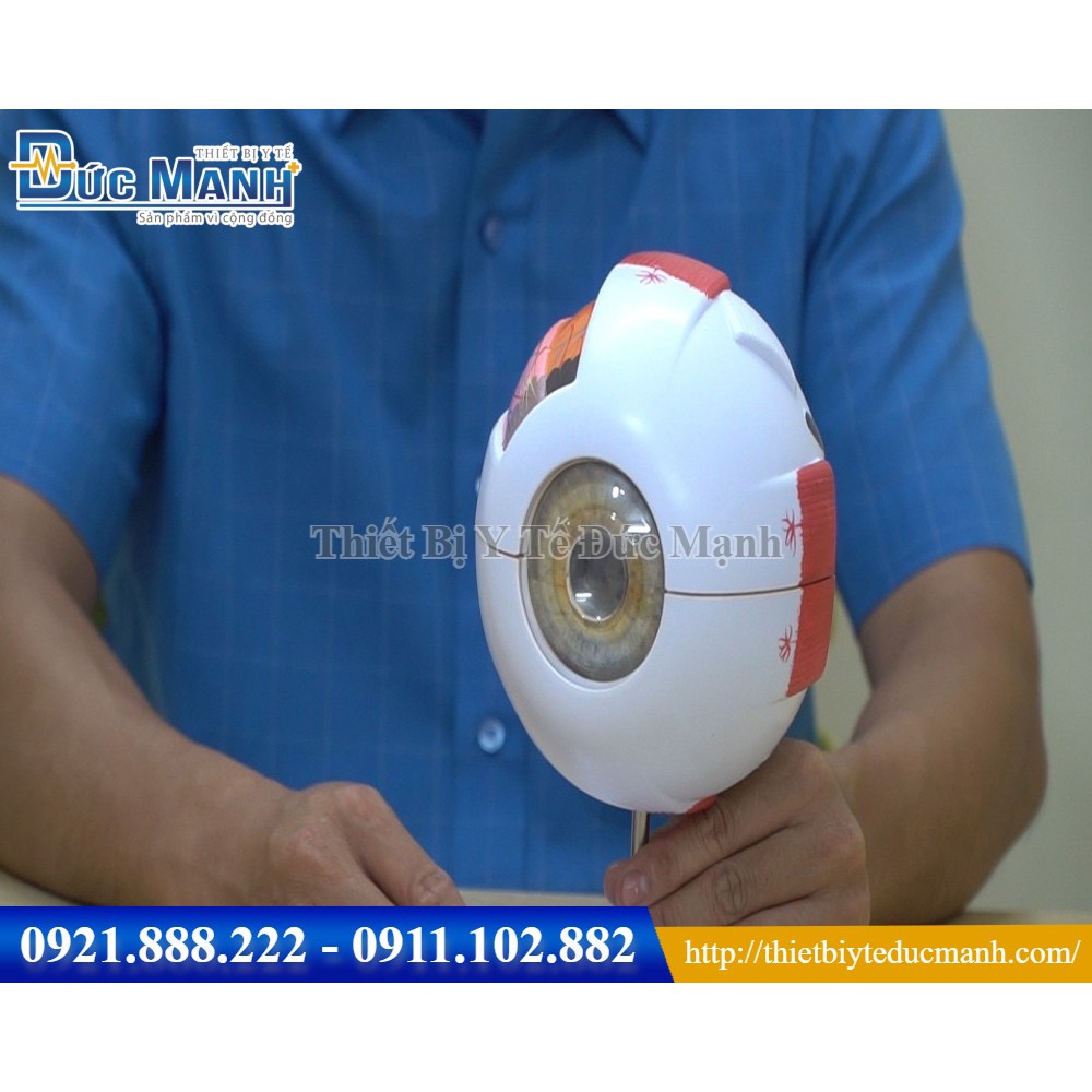 Mô hình giải phẫu mắt