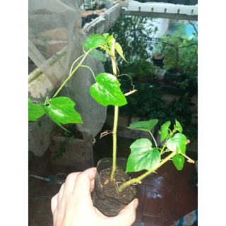 Cây giống lạc tiên