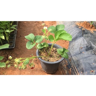 Hạt giống dâu tây đỏ