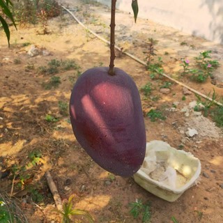 Xoài Ngọc Vân (quả tím)
