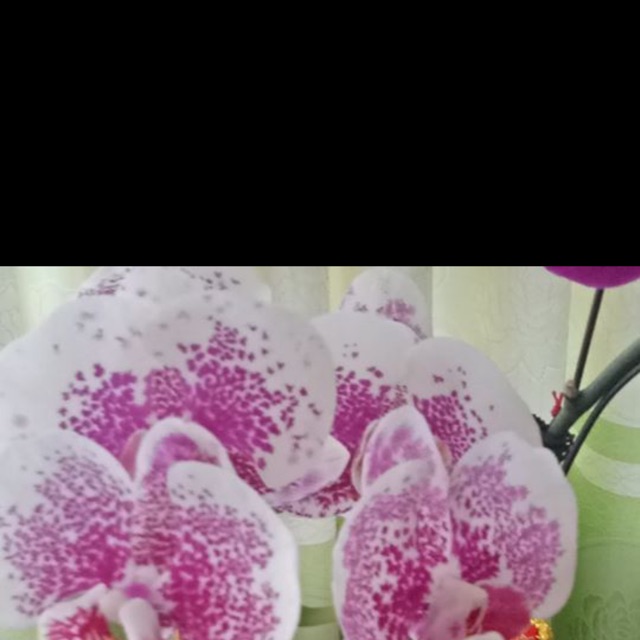 Lan hồ điệp hoa đại gốc
