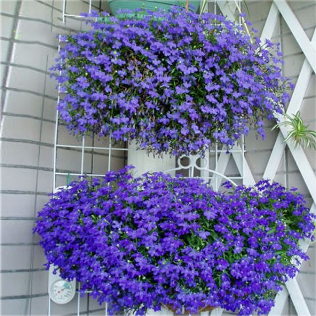 Hạt giống hoa Cúc Lobelia Nhiều màu gói 50 Hạt