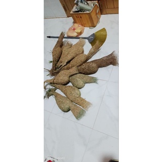 Tổ chim dòng dọc ( tổ cái)