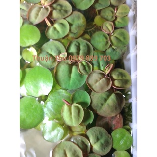 Bèo rễ đỏ - Cây thủy sinh - Red Root Floater ytrang trí lọc nước bể cá đẹp