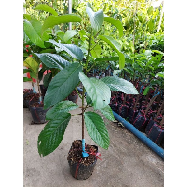 Cây dâu hạ châu cao 50cm