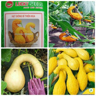 Bán Hạt Giống Bí Thiên Nga LUCKY SEEDS ( 5 hạt) hàng chuẩn