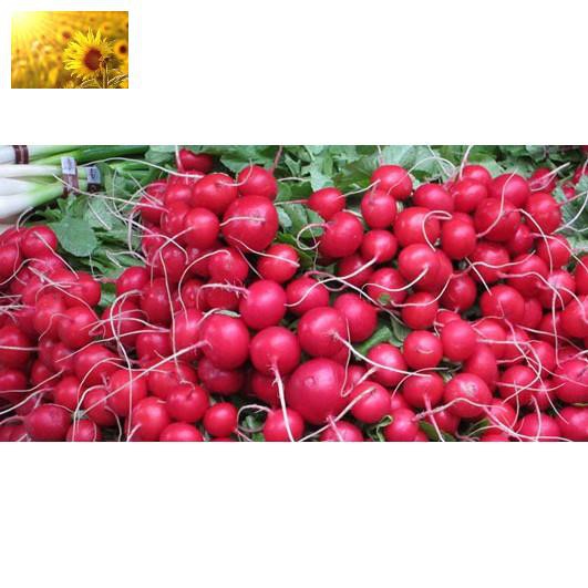 Hạt Giống Củ Cải Mini Đỏ Năng Suất Cao (10 Gr) - MUA 3 TẶNG 1 CÙNG LOẠI