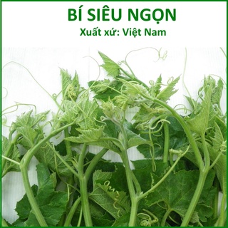 Hạt Giống Bí Ăn Ngọn - Ăn Đọt 20g