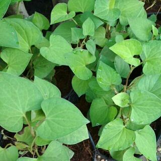 Cây giống rau thơm diếp cá