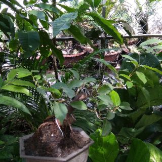 Cây Sung Bonsai