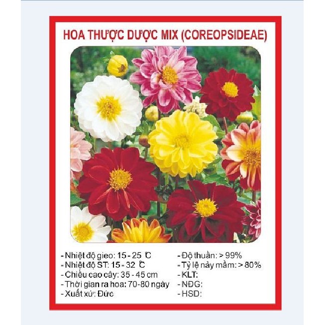 Hạt giống hoa Thược dược mix 50 hạt - tặng kèm 3 viên nén kích thích ươm hạt giống