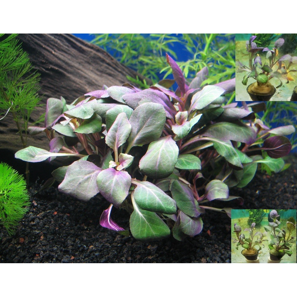 HỒNG BA TIÊU - CÂY CẮT CẮM - CÂY THỦY SINH DỄ TRỒNG TIỀN CẢNH, TRUNG CẢNH CHO HỒ CÁ THỦY SINH