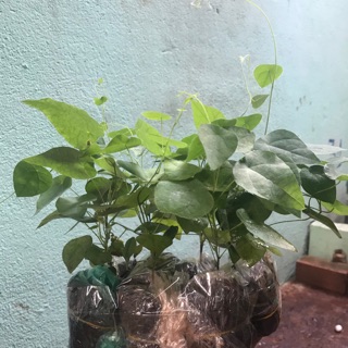 Combo 6 bầu sương sâm lông giống