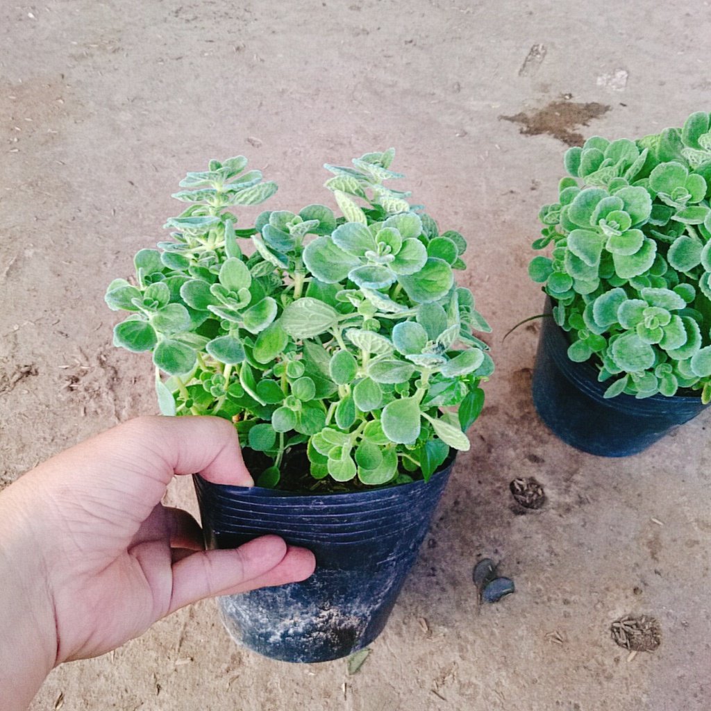 Cây Sen Thơm  Toả Hương Thơm Dễ Chịu - cây cảnh để bàn