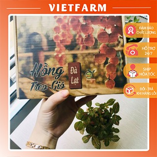 Hồng Treo Gió Đà Lạt Vietfarm - Ăn Là Nghiền | BigBuy360 - bigbuy360.vn