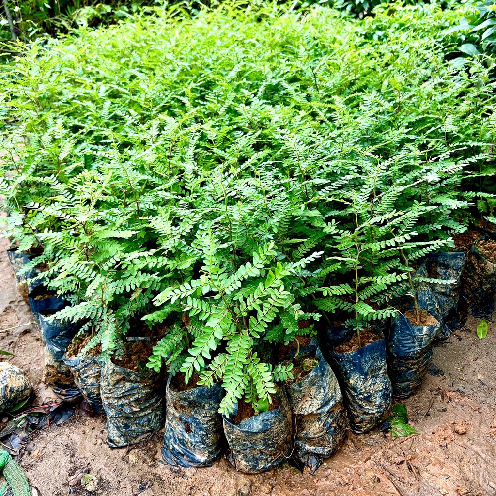 cây giống bồ kết cao 50cm.
