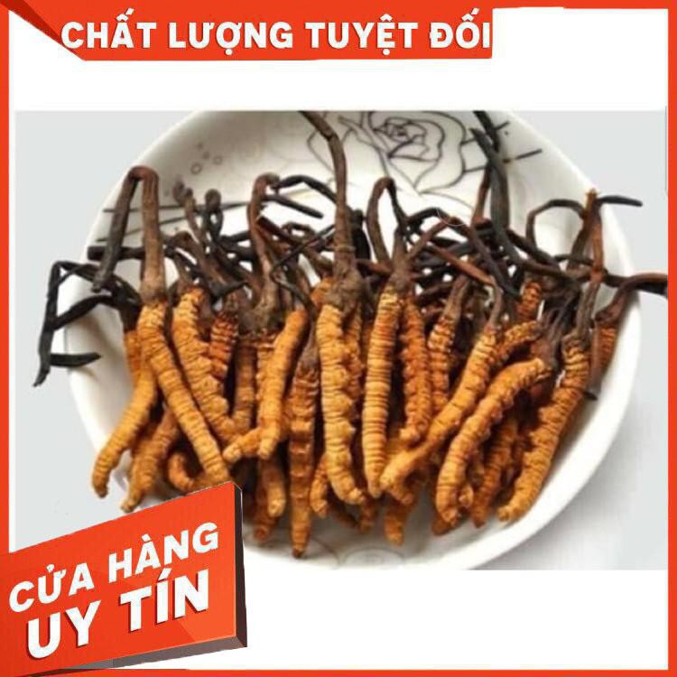 Đông trùng hạ thảo [Dùng là mê-Hàng Auth] Đông Trùng Hạ Thảo Hàn Quốc – Nguyên Con