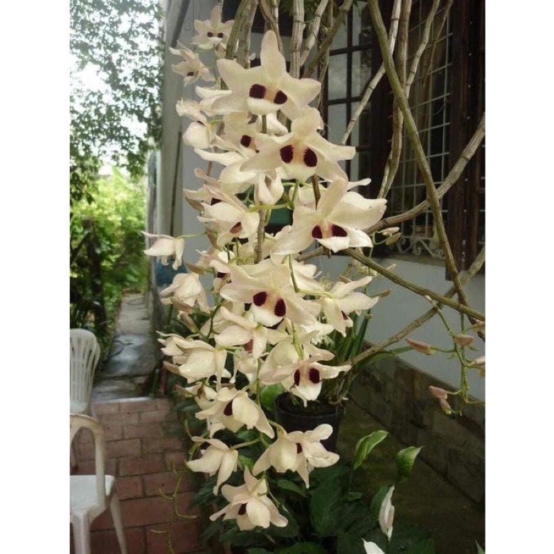 Hoa Lan Hoàng Thảo Thái Bình(khóm 60cm)