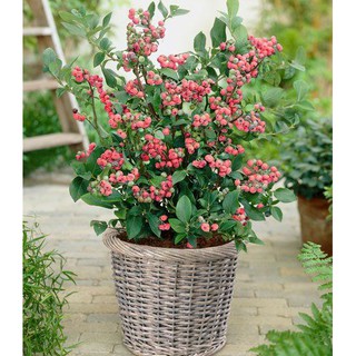 CÂY VIỆT QUẤT TRÁI TÍM ĐỎ