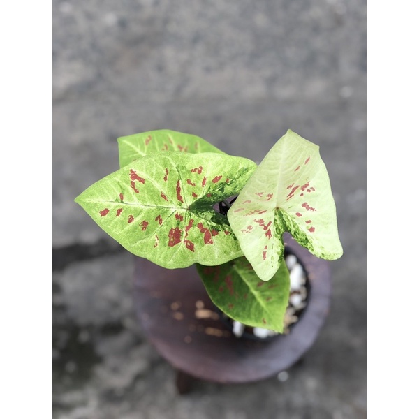 Môn Caladium Thai Collection