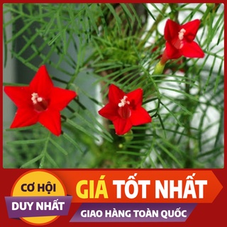 🌺50h_hạt giống hoa tóc tiên đỏ thân leo 🌺