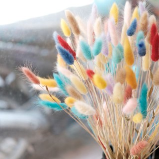 [10 bông ] Hoa khô CỎ ĐUÔI THỎ Lagurus Bunny Tails nhiều màu decor trang trí nhà cửa, đạo cụ chụp ảnh- Bông đuôi thỏ