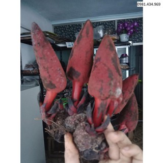 1kg ngọc cẩu khô