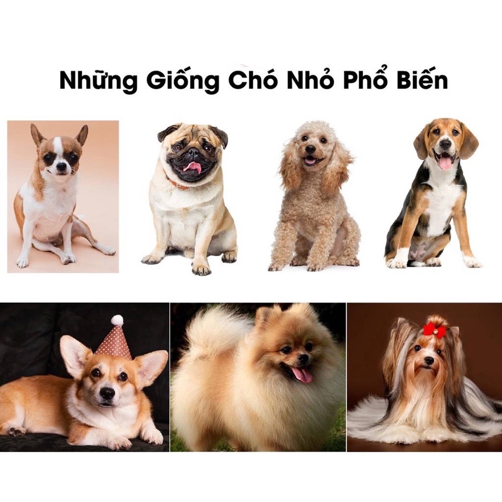 Thức ăn hạt cho Cho con giống nhỏ Smartheart Small Breed Puppy Gói 2.6kg Xuất xứ Thái Lan Bổ sung dinh dưỡng hoàn chỉnh