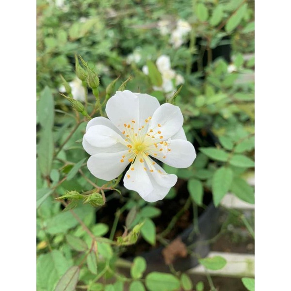 Hoa Hồng Darlow's Enigma Rose. trắng tinh khôi 5 cánh