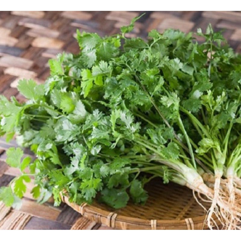 Hạt Giống Ngò Rí Rau Mùi