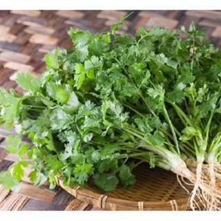 Hạt Giống Ngò Rí Rau Mùi