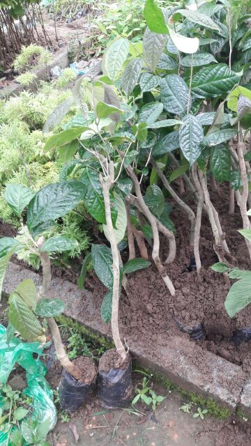 Cây giống Trà Hoa Vàng Ba Chẽ