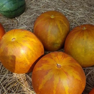 Hạt Giống Dưa Gang/ Dưa Bở Thơm Cao Sản (15 Hạt) - [MUA 3 TẶNG 1 CÙNG LOẠI] - Qủa Thơm Ngon, Bổ Dưỡng