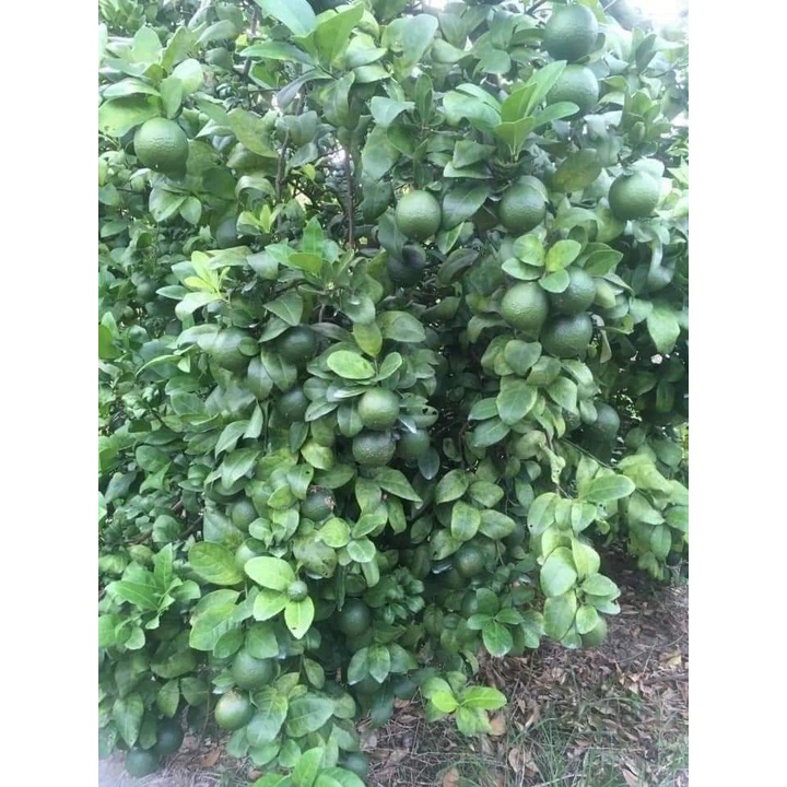 Cây giống Chanh Cao Sản ( SIÊU TRÁI NĂNG XUẤT CAO)
