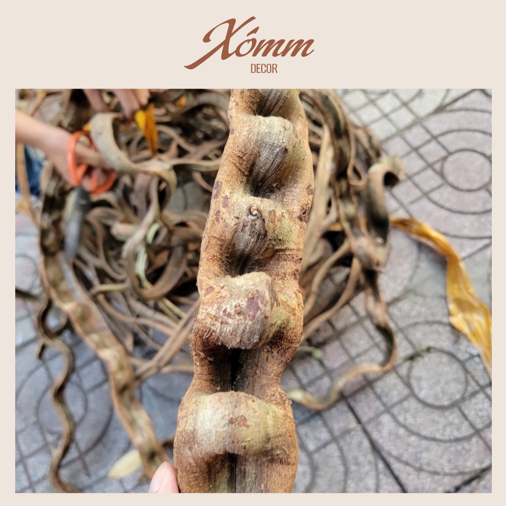 Cuộn dây xoắn rừng tự nhiên  trang trí decor, làm cây leo giả, tạo hình chậu hoa, chậu lan
