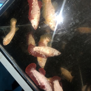 BETTA RỒNG ĐỎ ( mái )