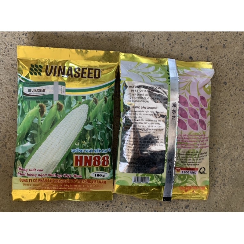 Hạt giống ngô nếp dẻo HN88