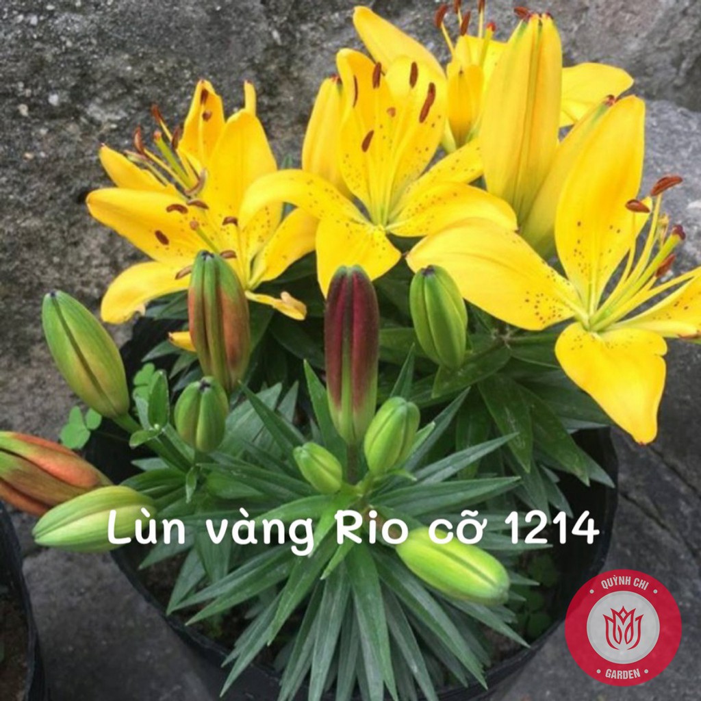 HOA LY THƠM. Combo 10 Củ Giống Hoa Ly Thân lùn Thơm Hoa Kép Màu cam - Cho Hoa Vụ Tết - sạch bệnh, nhanh lớn