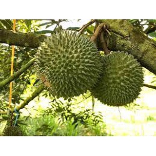 Cây sầu riêng black thorn cây ghép