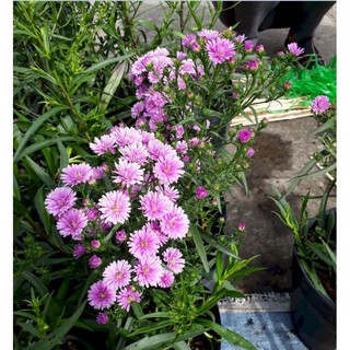 Hạt giống Hoa thạch thảo cao Mix (50Hạt)