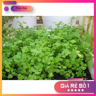 Hạt giống ngò rí (rau mùi) 20g