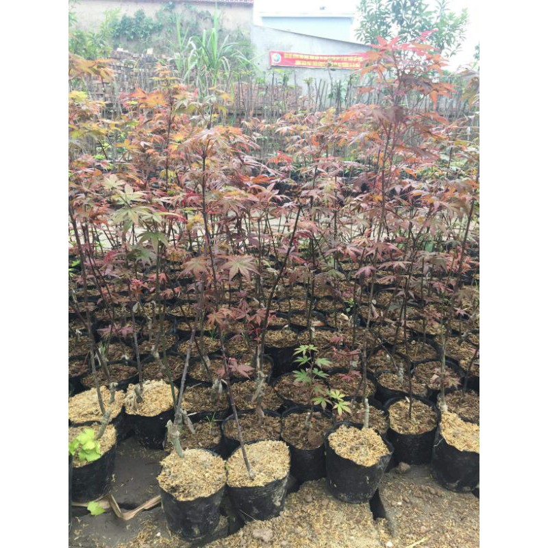 Cây Phong Nhật Bản Combo x2