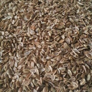 500g - 1kg hạt thì là