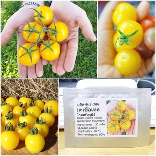 Hạt giống cà chua hoàng kim, gói 30 hạt
