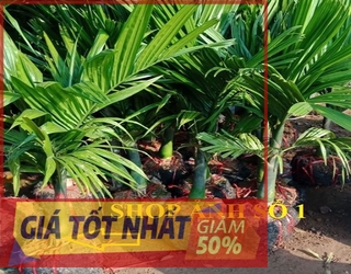 cây CAU LÙN UY TÍN CHẤT LƯỢNG