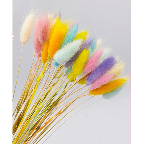 Hoa khô trang trí♥️GIÁ SOCK♥️Cỏ đuôi thỏ mềm mại, phụ kiện chụp ảnh trang trí sản phẩm