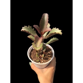 SEN ĐÁ ĐỎ HỌ SỐNG ĐỜI (Kalanchoe sexangularis)
