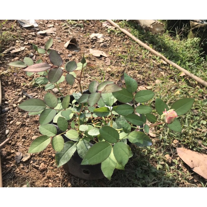 Cây hồng double delight